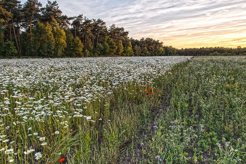 20150615_36 40.jpg - Margrietenveld Beverbeekse heide